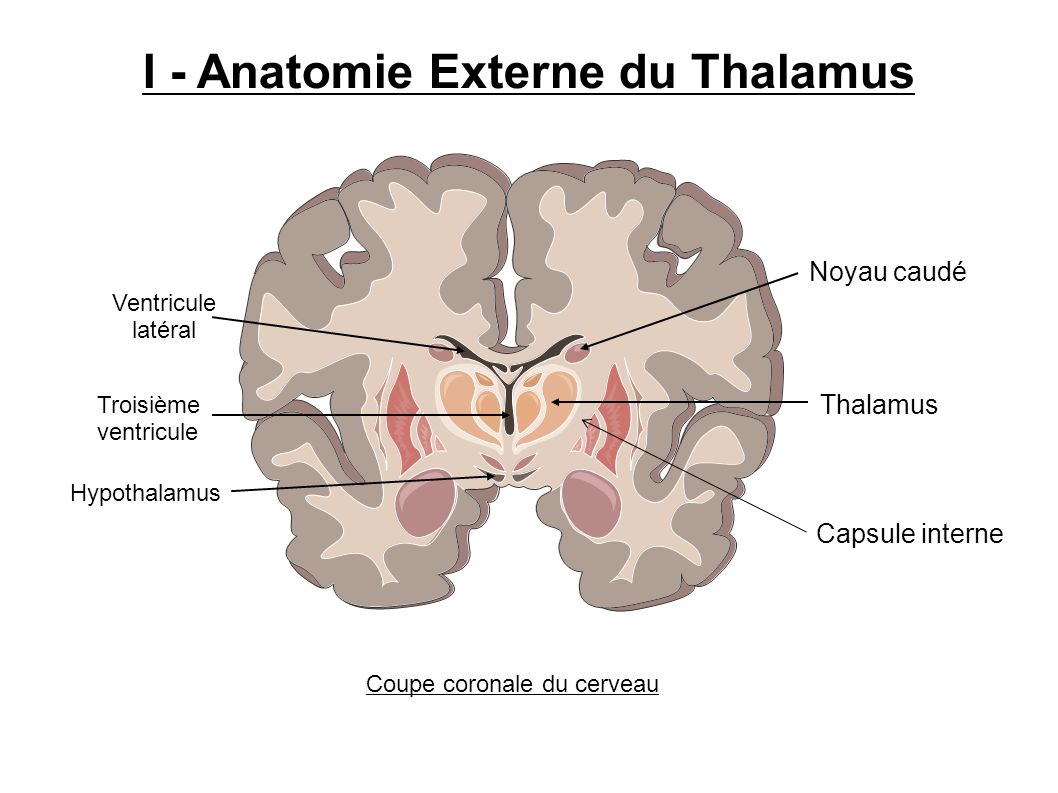 I - Anatomie Externe du Thalamus