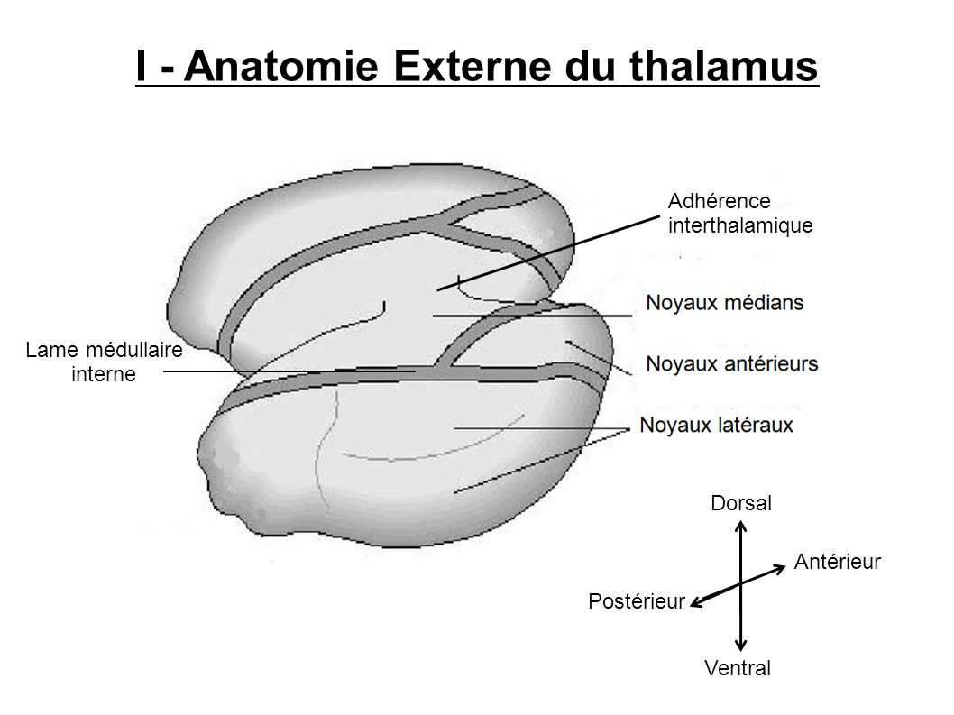 I - Anatomie Externe du thalamus