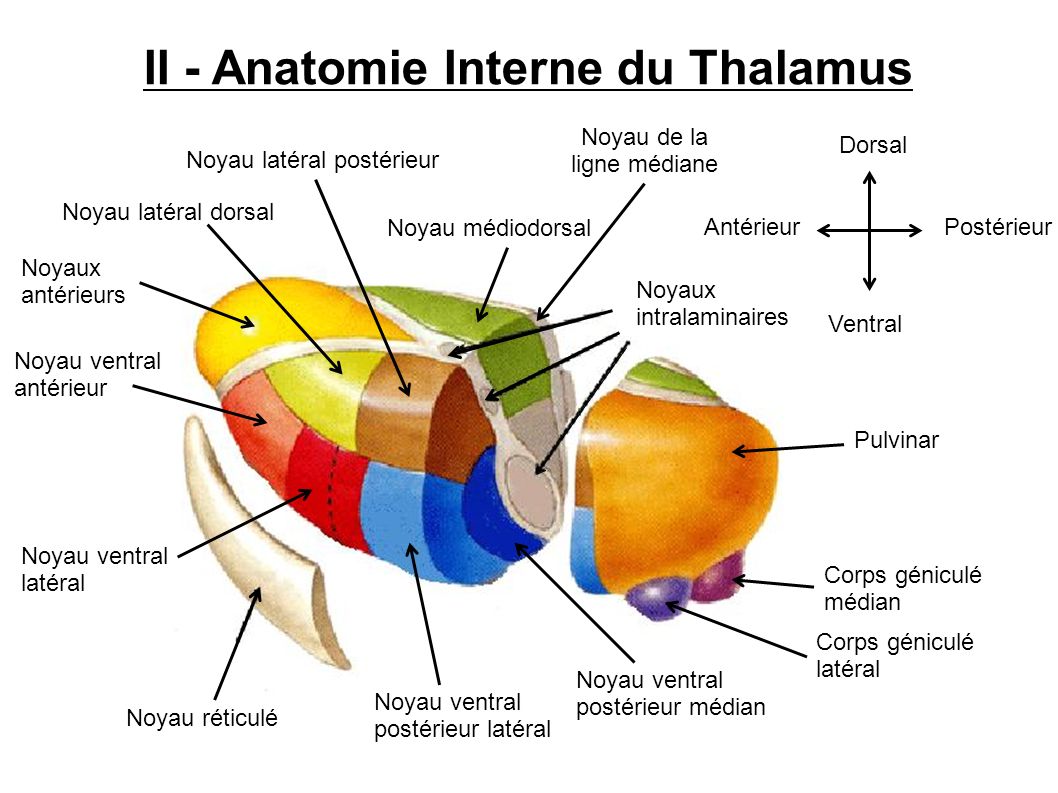 II - Anatomie Interne du Thalamus