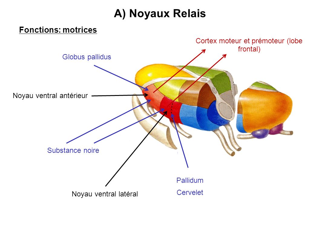 A) Noyaux Relais Fonctions: motrices