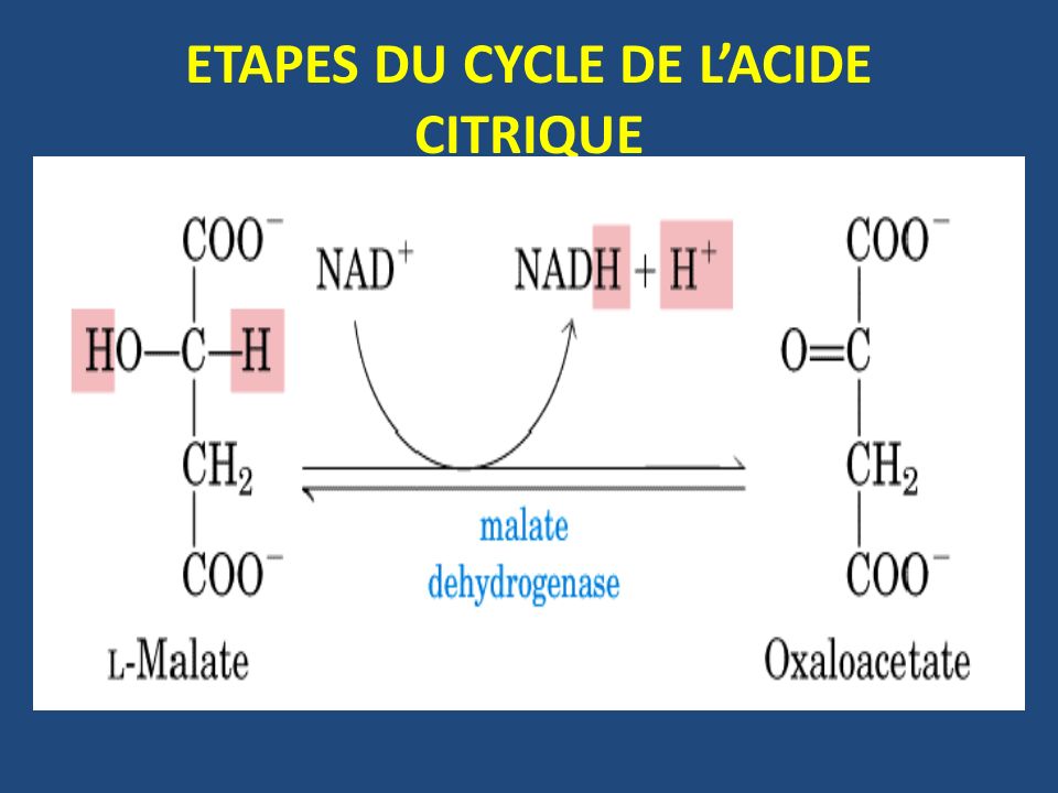 ETAPES DU CYCLE DE L’ACIDE CITRIQUE
