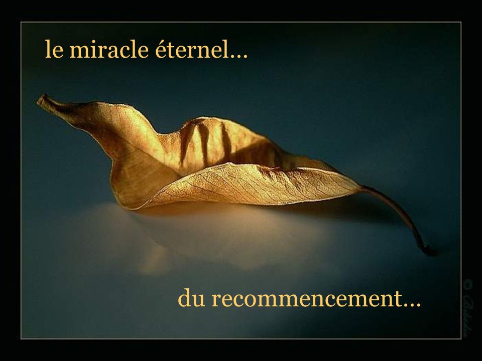 le miracle éternel… du recommencement…