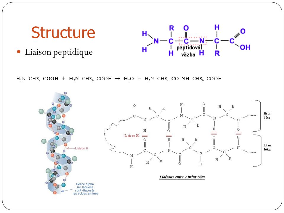 Structure Liaison peptidique