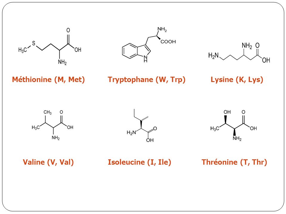 Méthionine (M, Met) Tryptophane (W, Trp) Lysine (K, Lys) Valine (V, Val) Isoleucine (I, Ile) Thréonine (T, Thr)