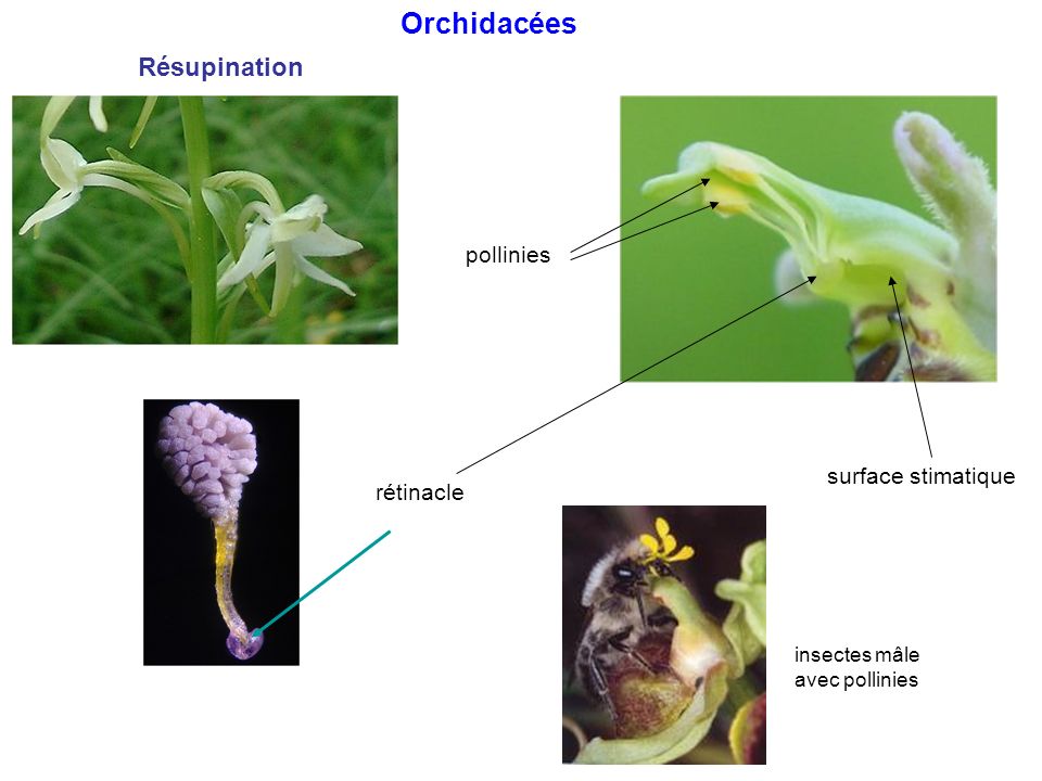 Orchidacées Résupination pollinies surface stimatique rétinacle