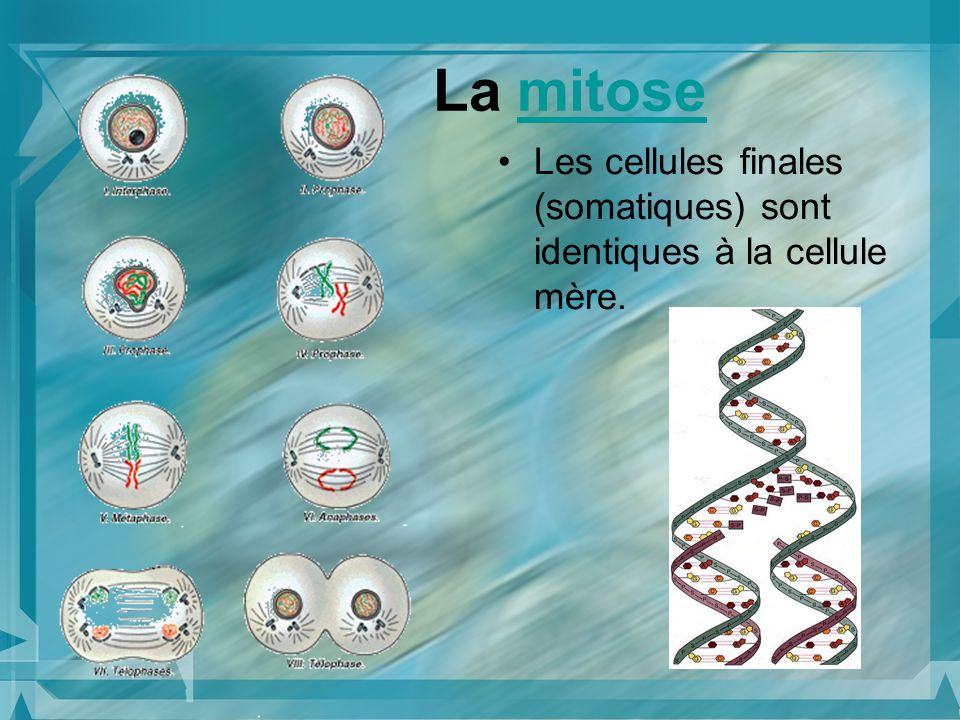 La mitose Les cellules finales (somatiques) sont identiques à la cellule mère.