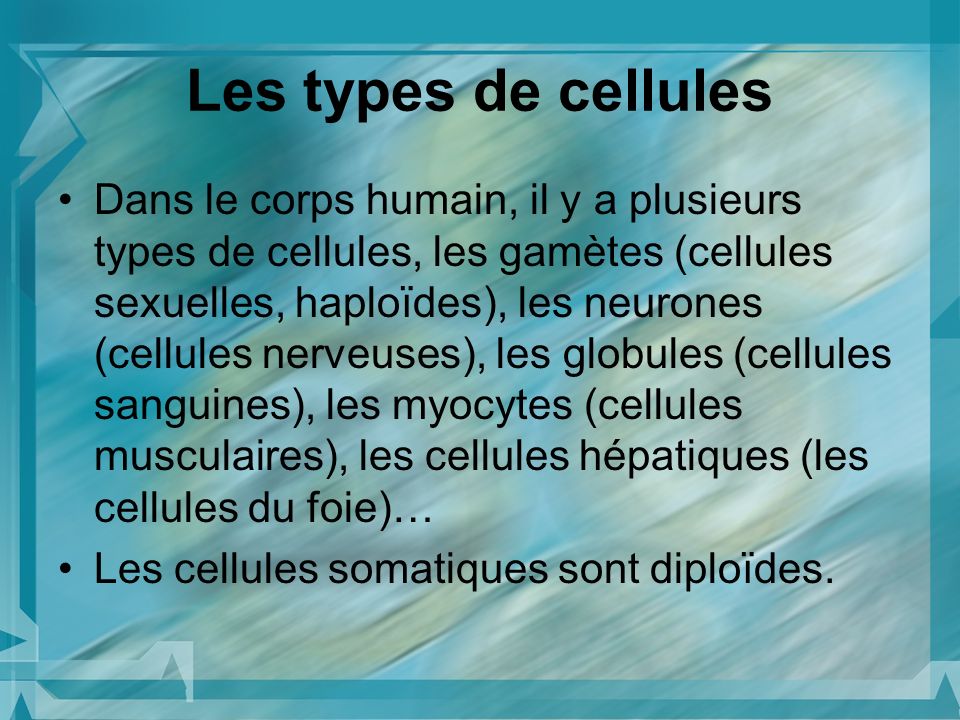 Les types de cellules