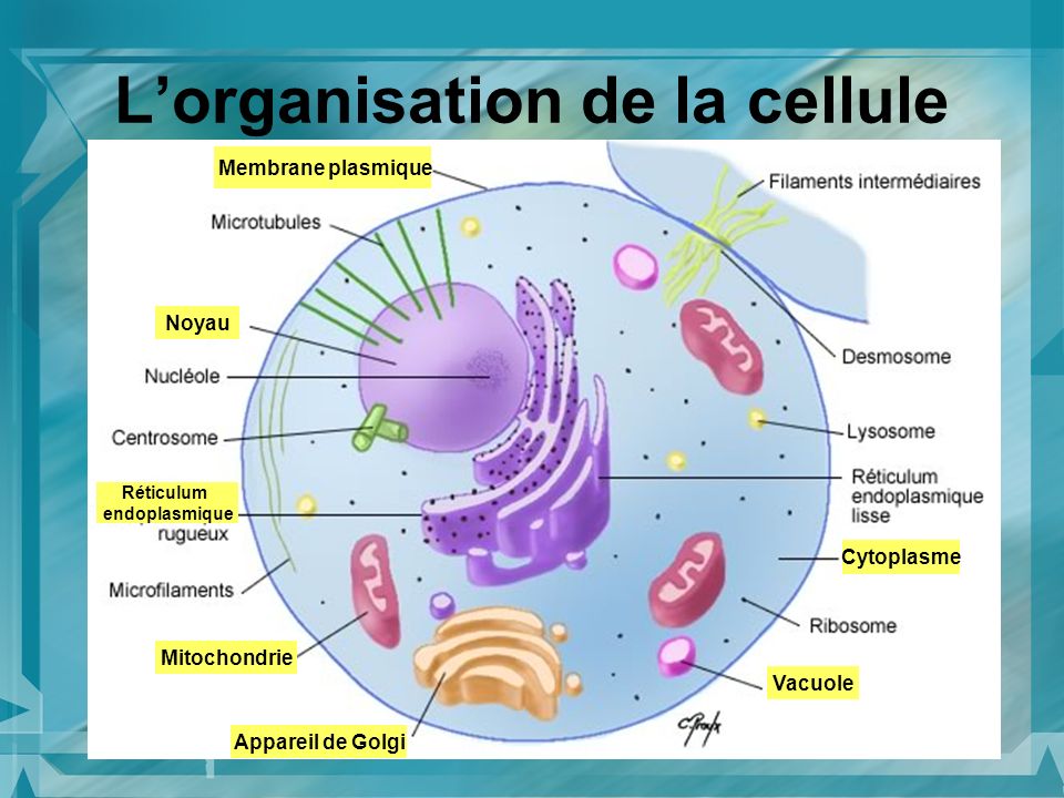 L’organisation de la cellule