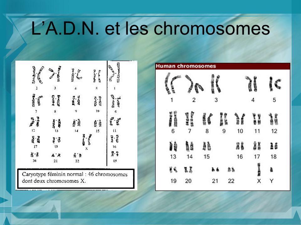 L’A.D.N. et les chromosomes