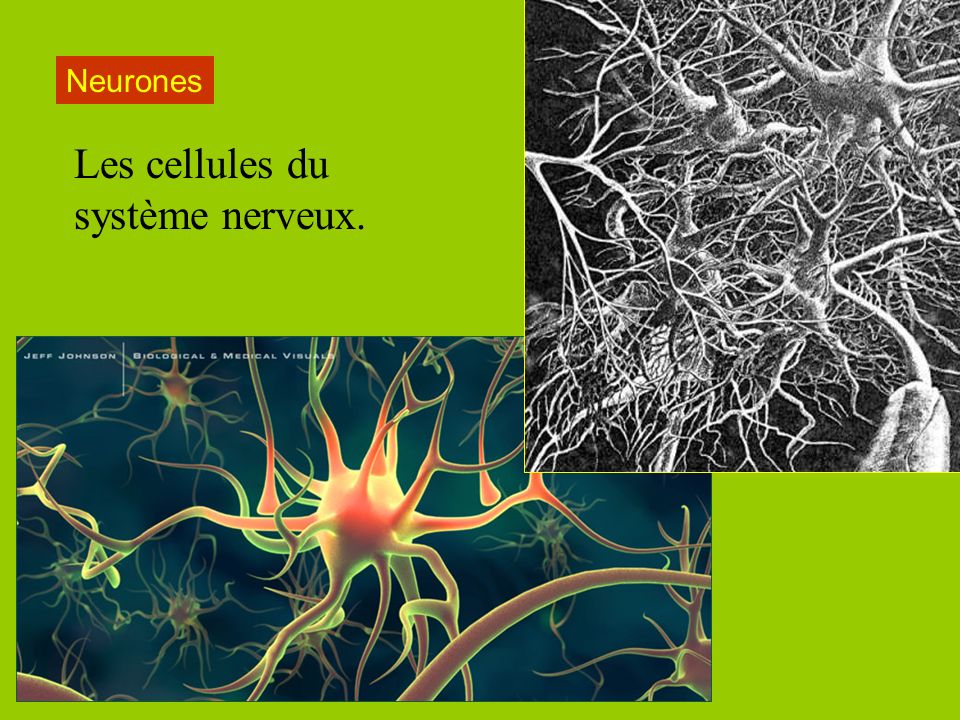 Les cellules du système nerveux.