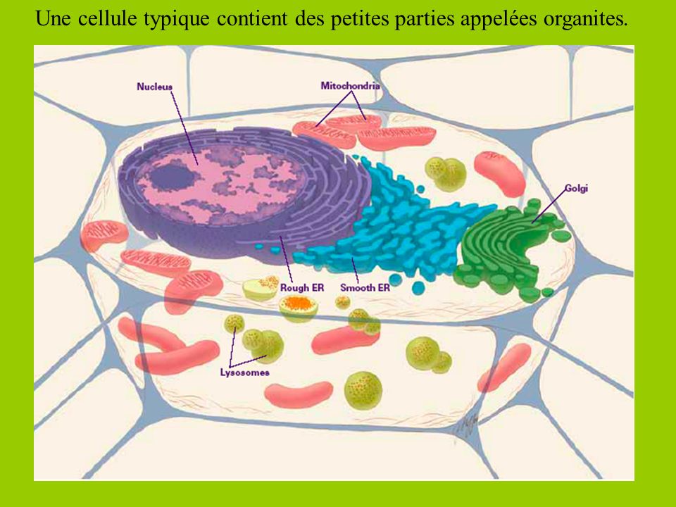 Une cellule typique contient des petites parties appelées organites.