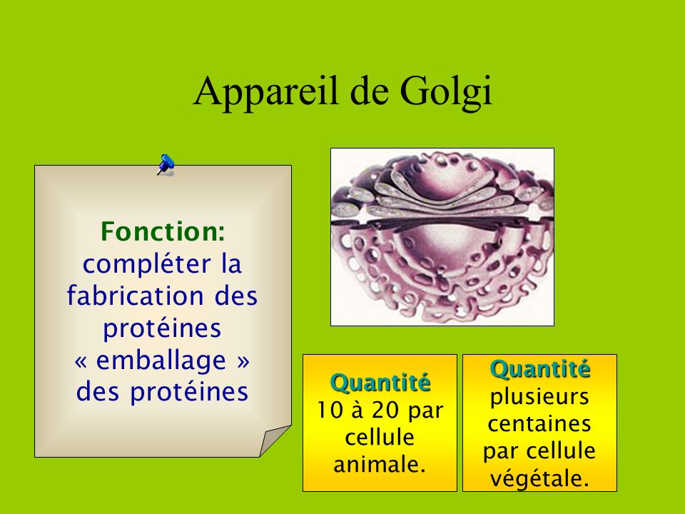 Appareil de Golgi Fonction: compléter la fabrication des protéines
