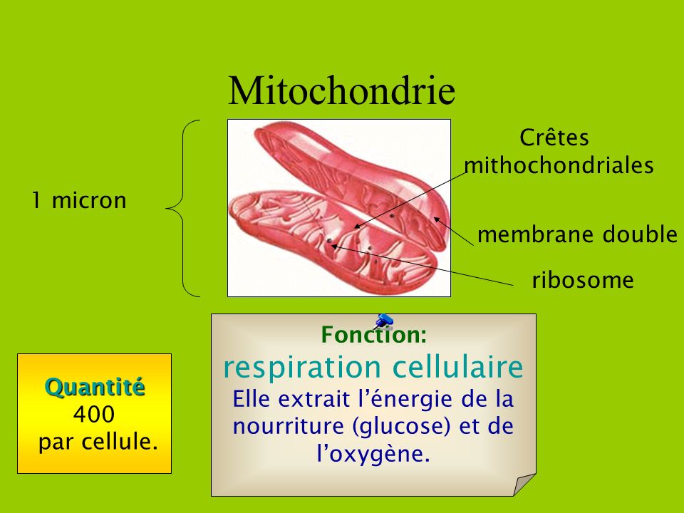 Mitochondrie respiration cellulaire Crêtes mithochondriales 1 micron