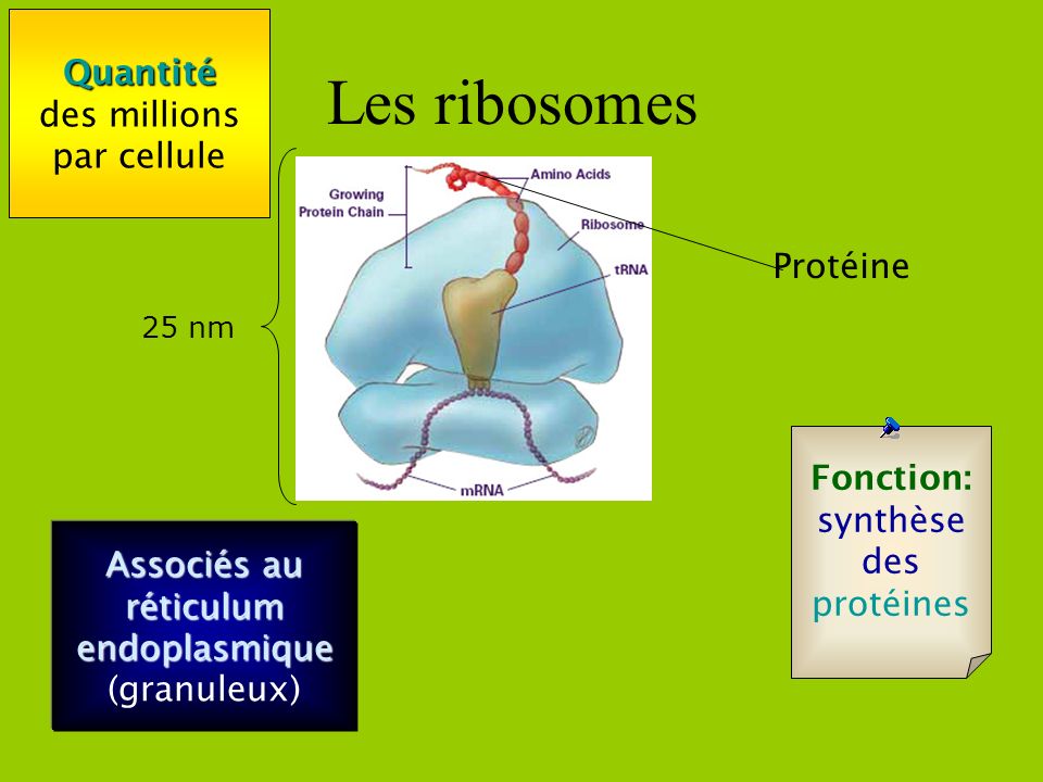 Les ribosomes Quantité des millions par cellule Protéine Fonction: