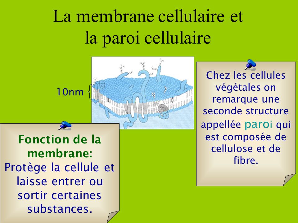 Fonction de la membrane: