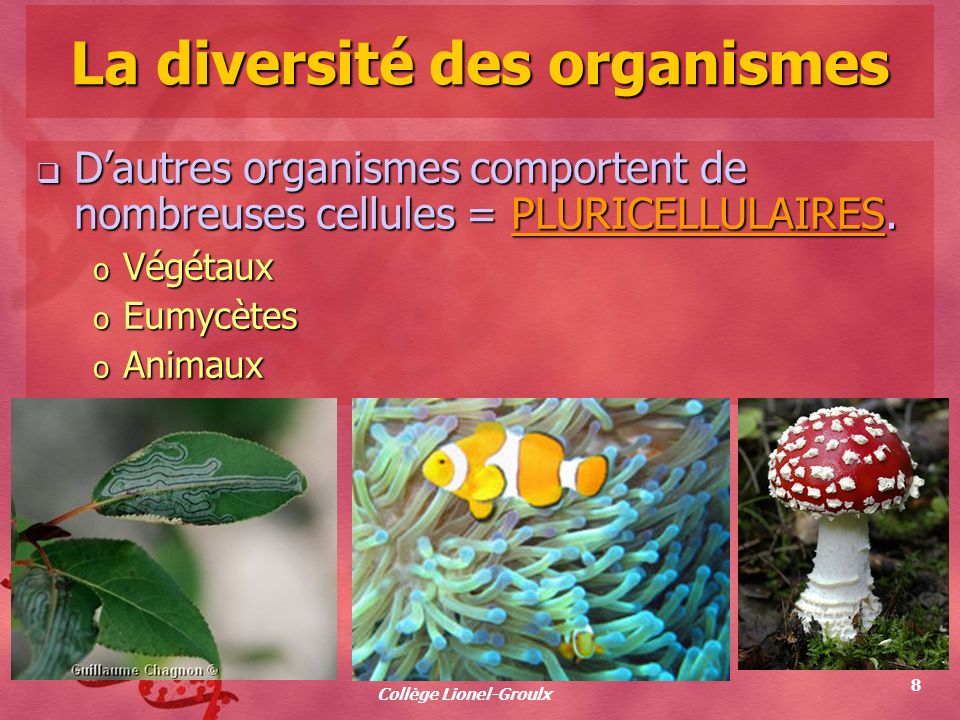 La diversité des organismes