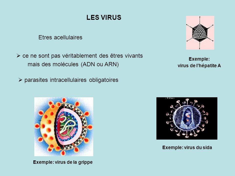 Exemple: virus de la grippe
