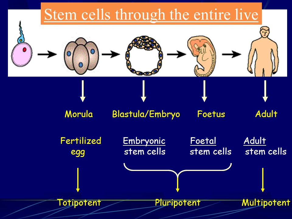 Stem cells through the entire live