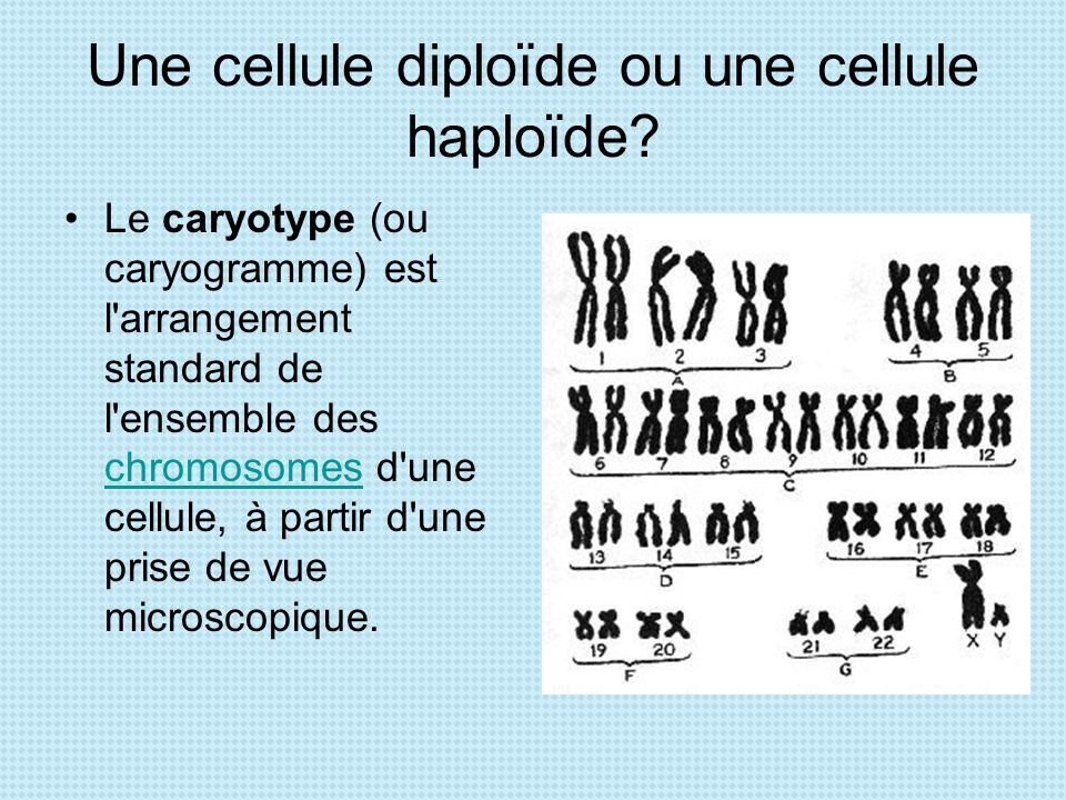 Une cellule diploïde ou une cellule haploïde