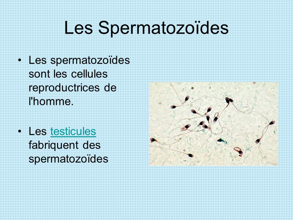 Les Spermatozoïdes Les spermatozoïdes sont les cellules reproductrices de l homme.