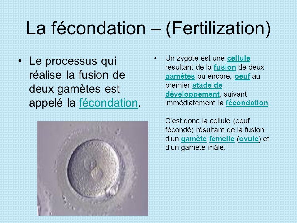 La fécondation – (Fertilization)