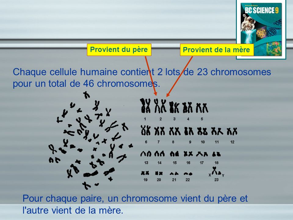 Provient du père Provient de la mère. Chaque cellule humaine contient 2 lots de 23 chromosomes pour un total de 46 chromosomes.