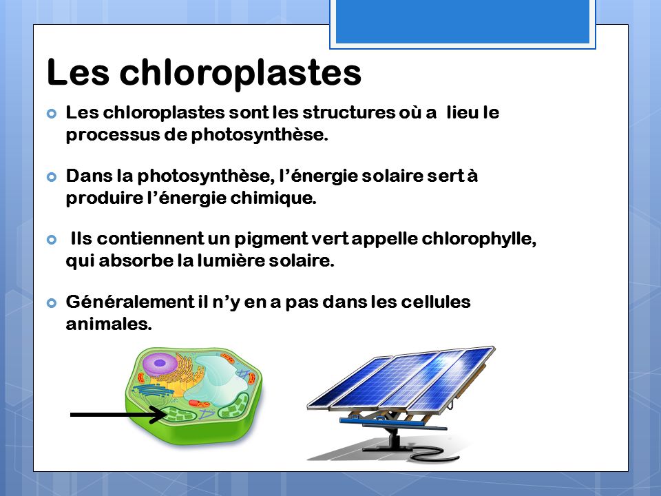 Les chloroplastes Les chloroplastes sont les structures où a lieu le processus de photosynthèse.