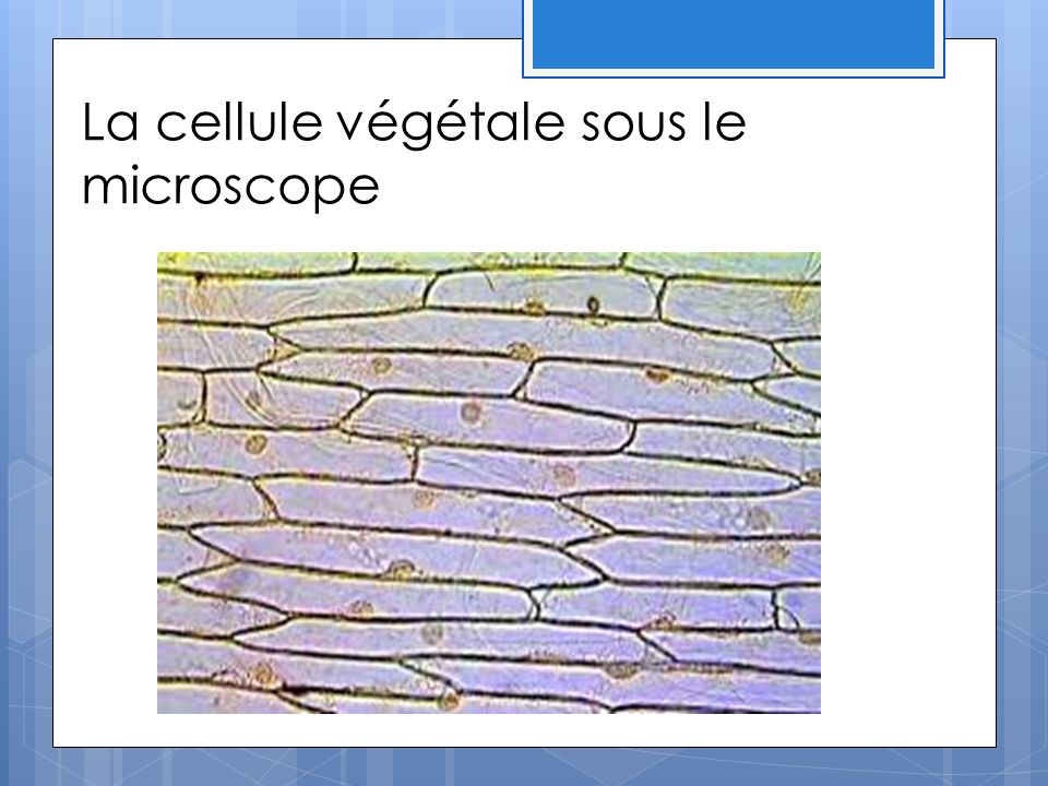 La cellule végétale sous le microscope