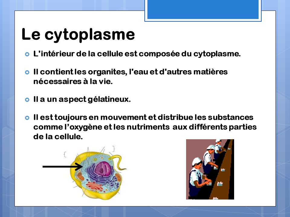 Le cytoplasme L intérieur de la cellule est composée du cytoplasme.