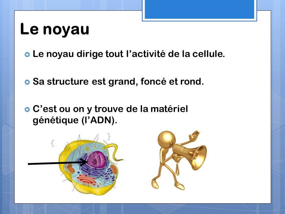Le noyau Le noyau dirige tout l’activité de la cellule.