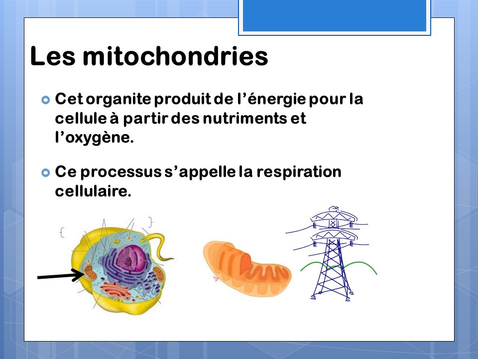 Les mitochondries Cet organite produit de l’énergie pour la cellule à partir des nutriments et l’oxygène.