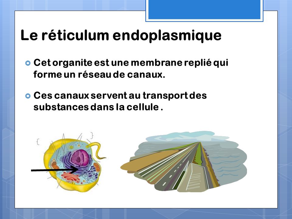 Le réticulum endoplasmique