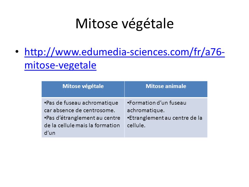 Mitose végétale   Mitose végétale. Mitose animale.