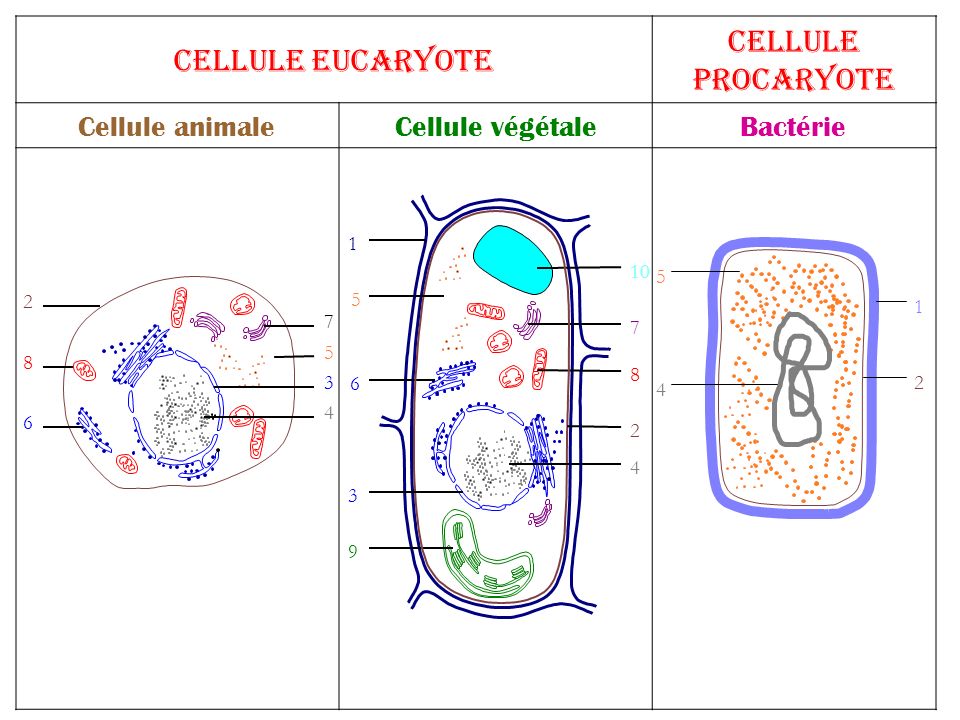 Cellule procaryote Cellule eucaryote Cellule animale Cellule végétale