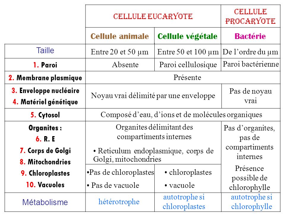 Cellule animale Cellule végétale Bactérie Cellule eucaryote