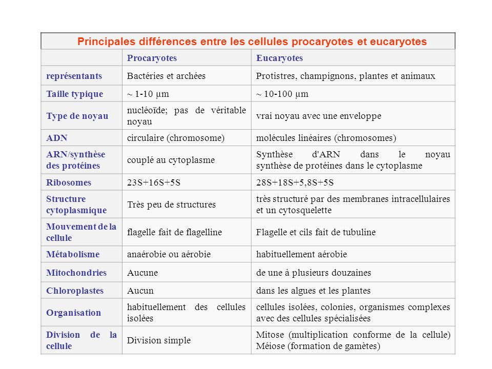 Principales différences entre les cellules procaryotes et eucaryotes