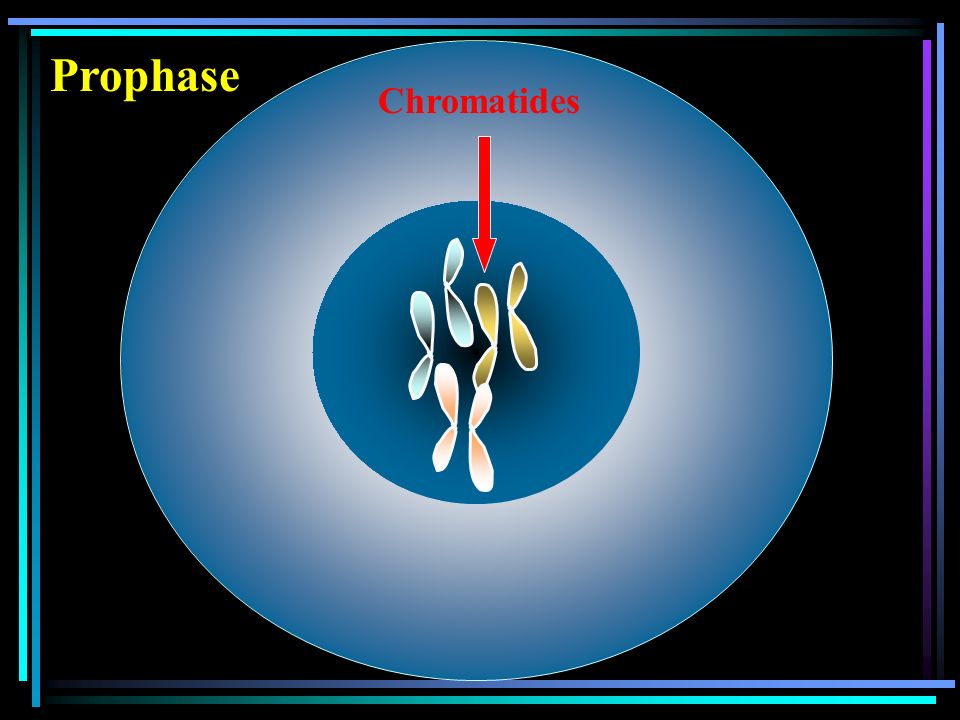 Prophase Chromatides