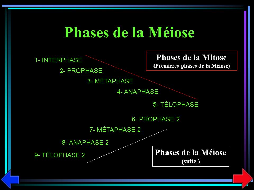 (Premières phases de la Méiose) Phases de la Méiose (suite )