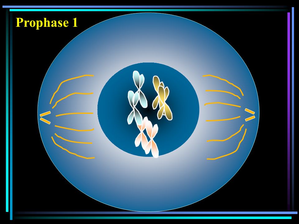 Prophase 1
