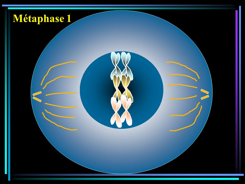 Métaphase 1