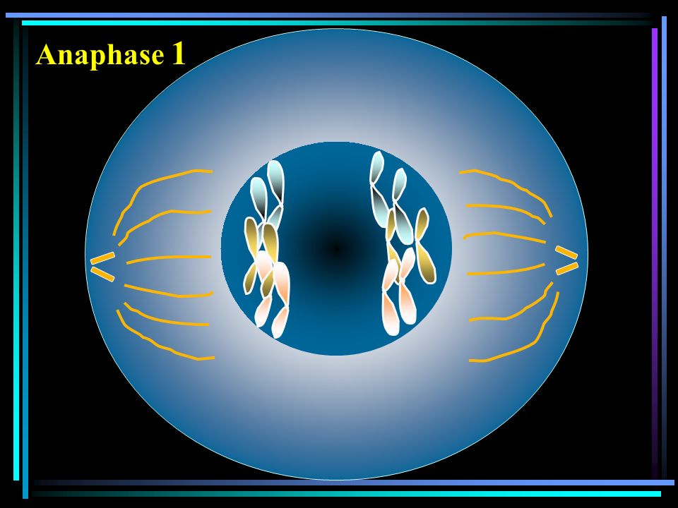 Anaphase 1
