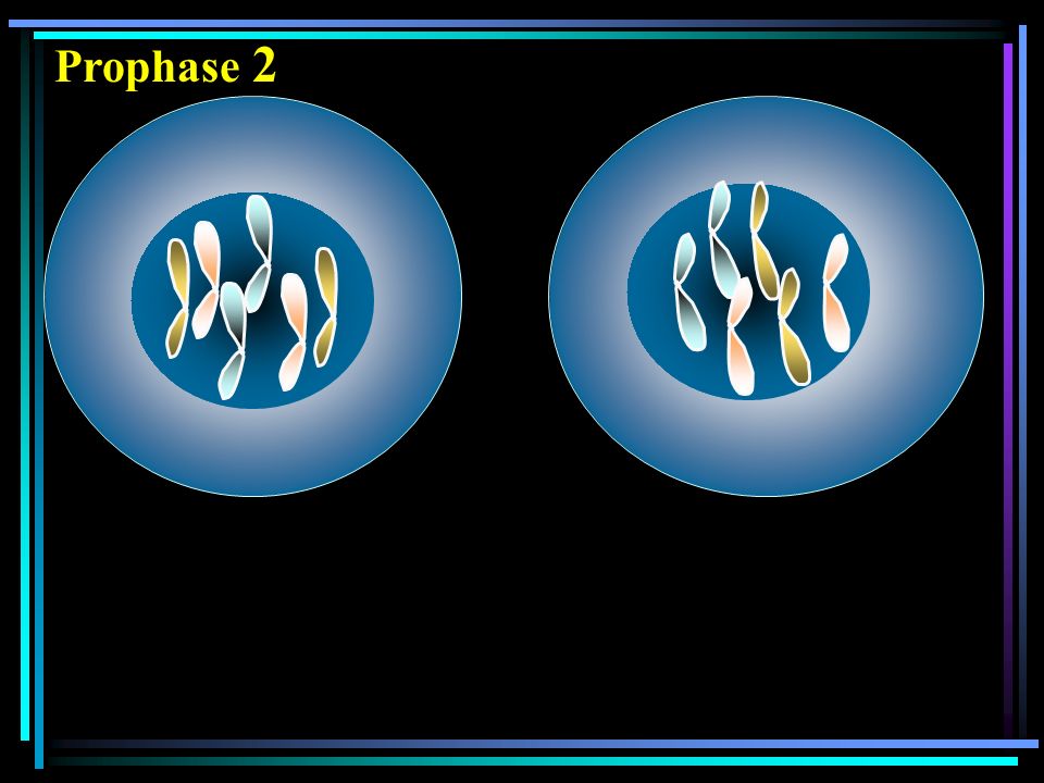 Prophase 2