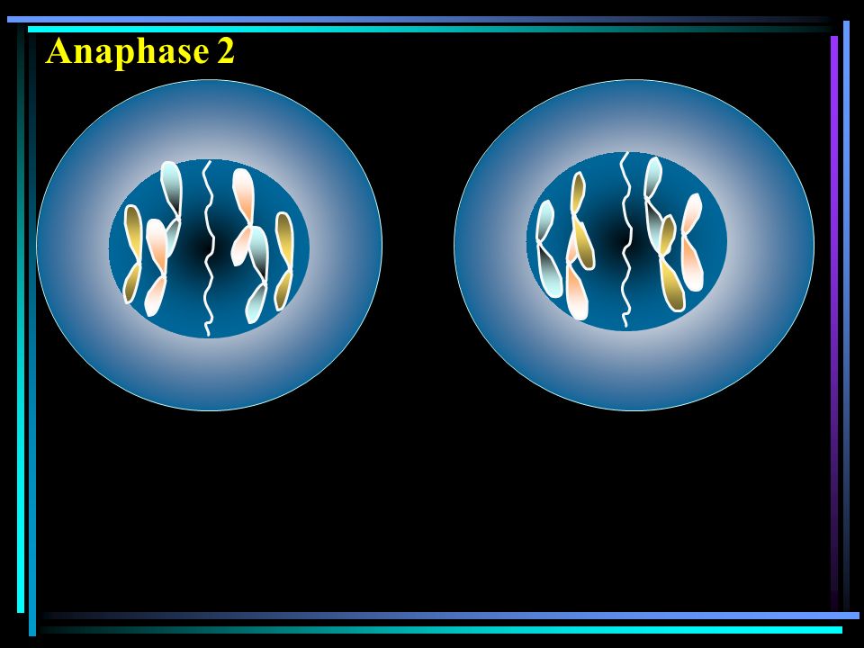 Anaphase 2