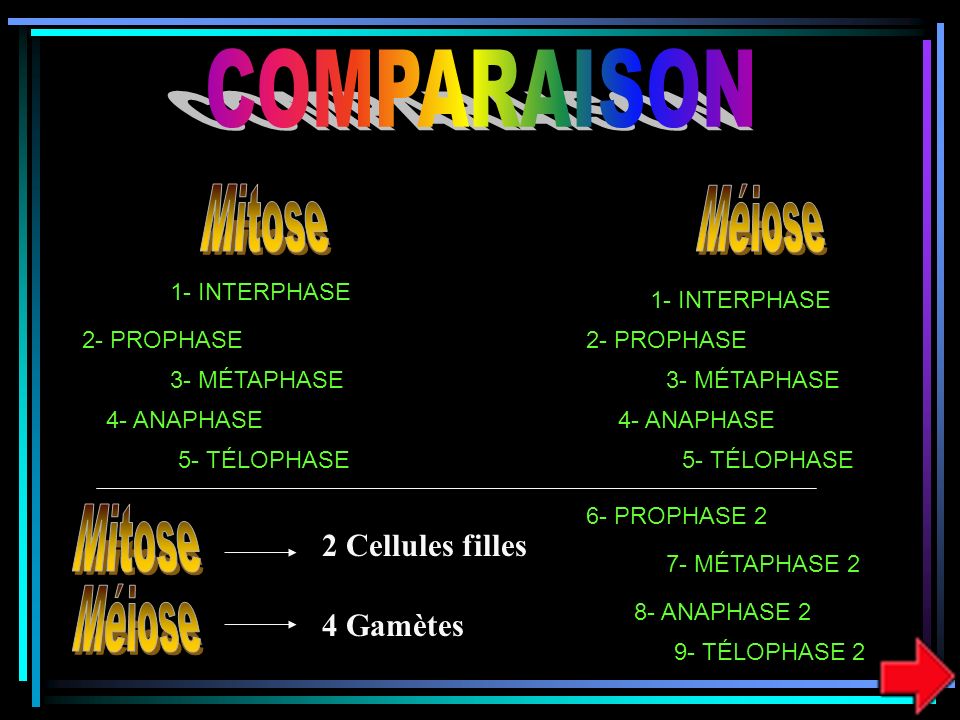 COMPARAISON Mitose Méiose Mitose Méiose
