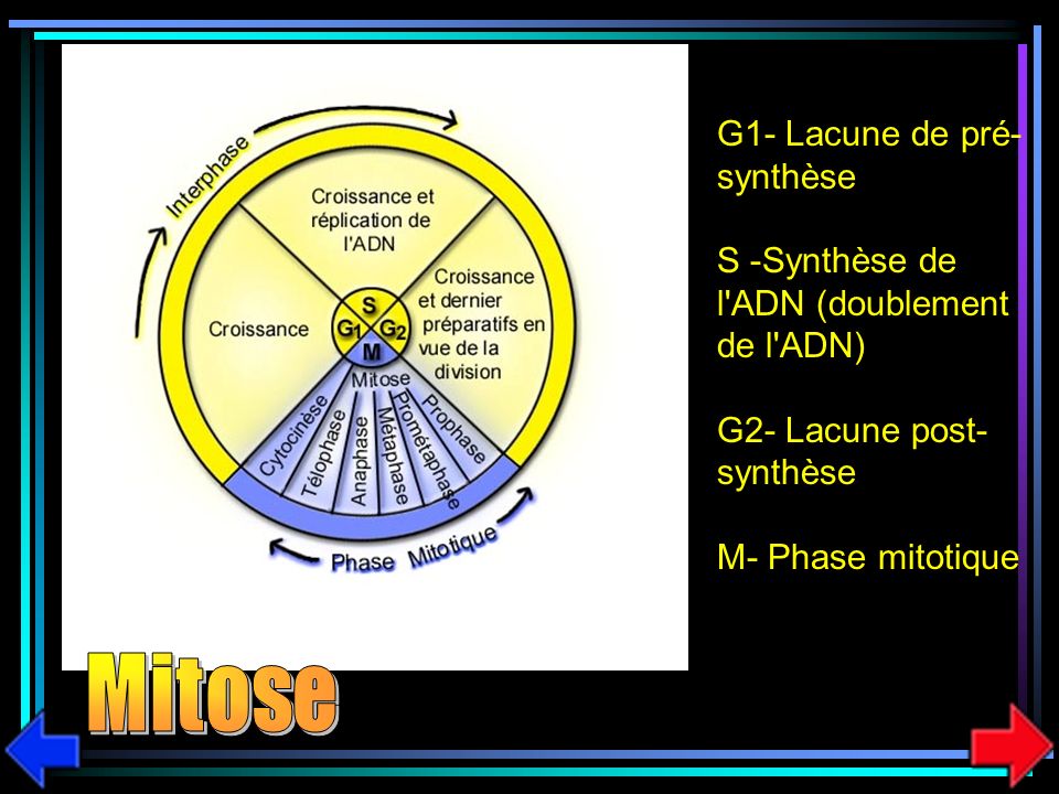 Mitose G1- Lacune de pré- synthèse