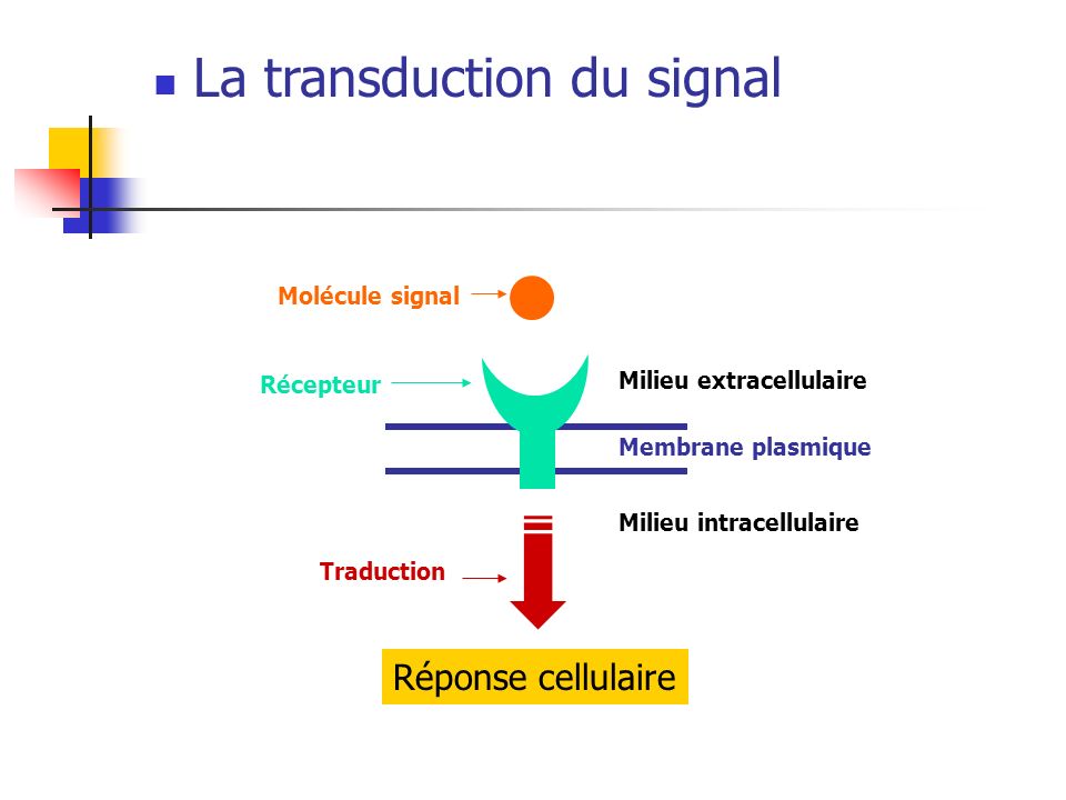 11.3 Signaux transmis par des récepteurs intracellulaires [11. Introduction  à la signalisation cellulaire [biologie cellulaire]]