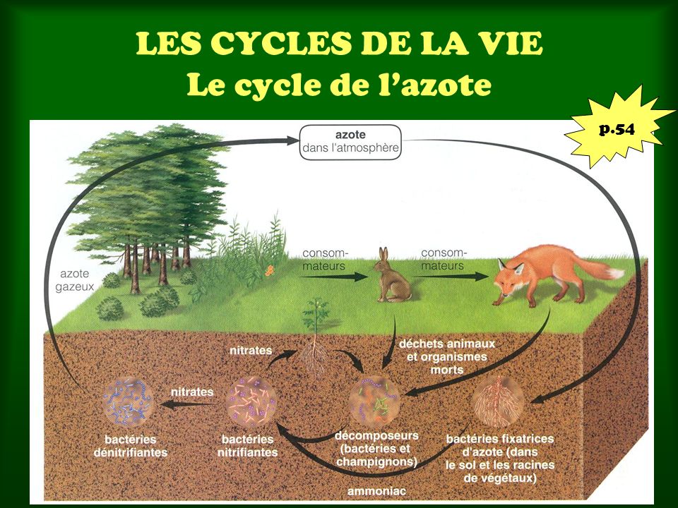 LES CYCLES DE LA VIE Le cycle de l’azote