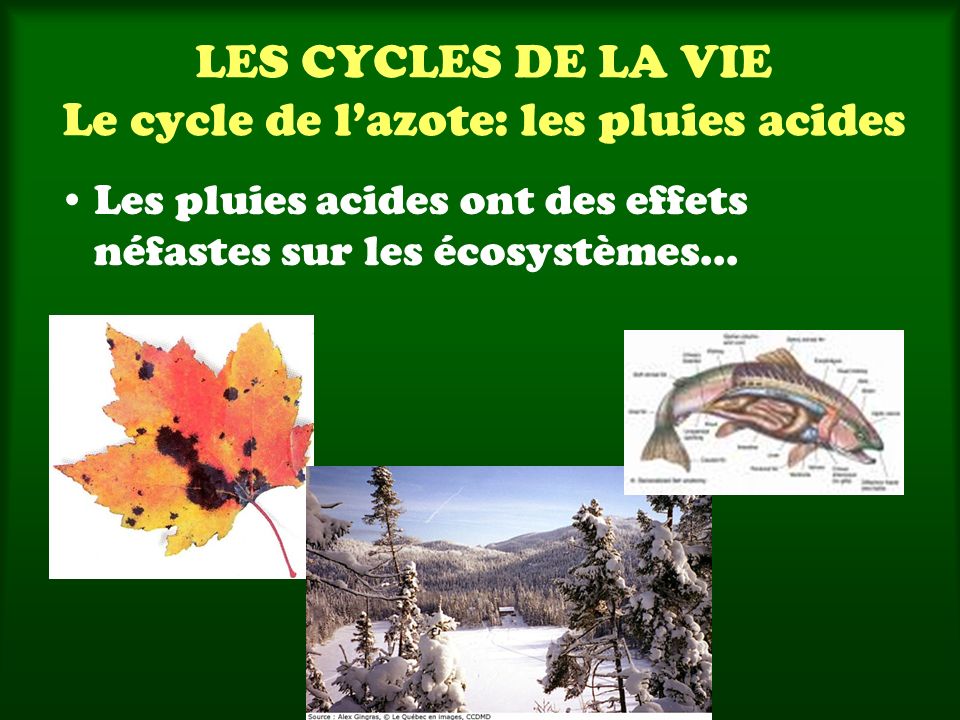 LES CYCLES DE LA VIE Le cycle de l’azote: les pluies acides
