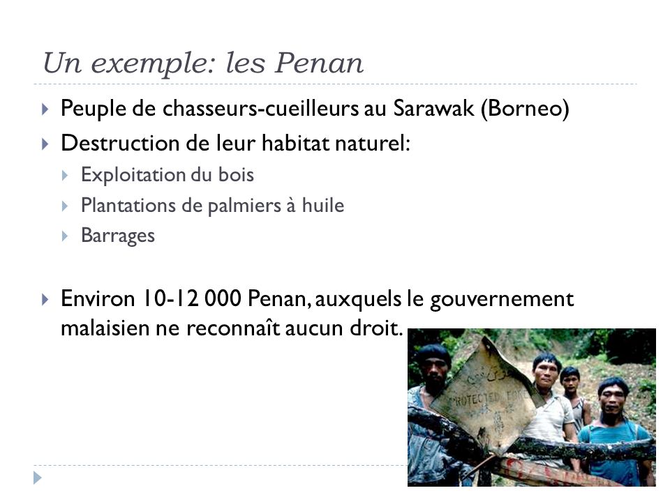 Un exemple: les Penan Peuple de chasseurs-cueilleurs au Sarawak (Borneo) Destruction de leur habitat naturel: