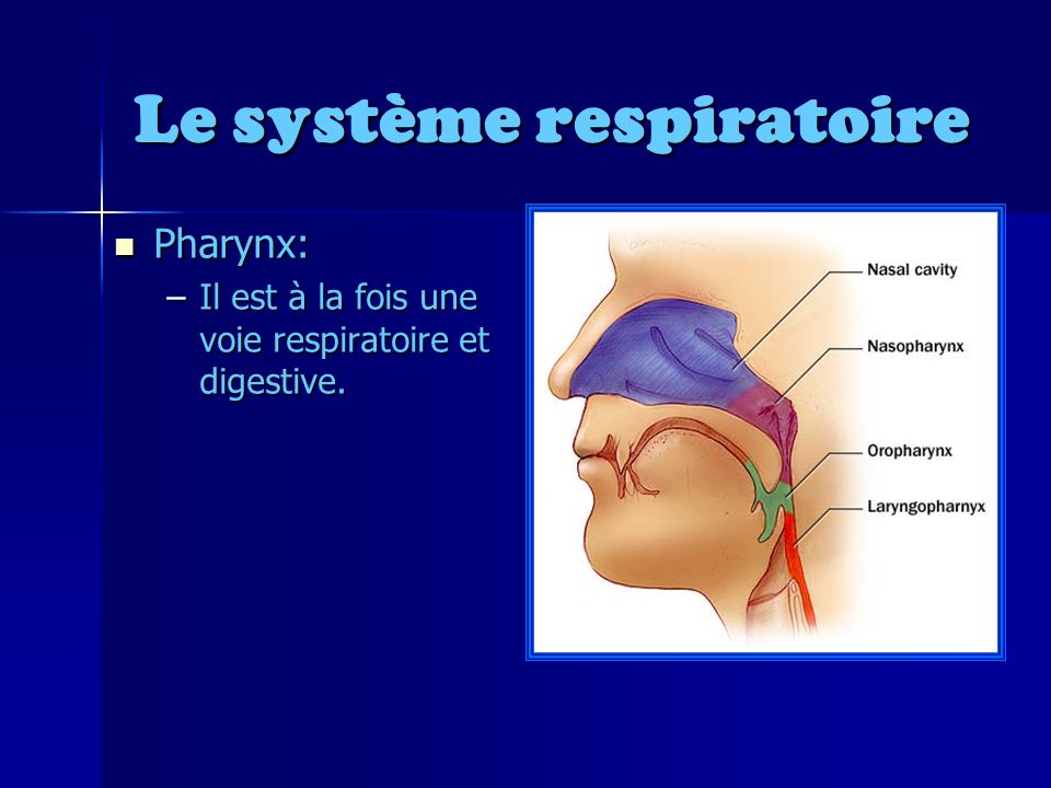 Le système respiratoire